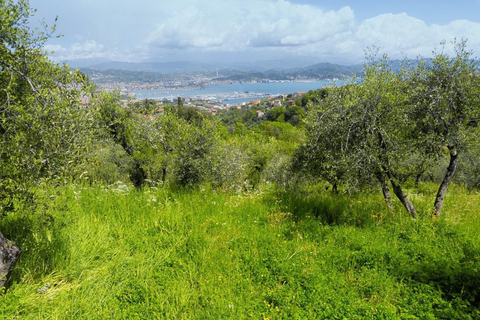 Gli Ulivi Sul Golfo E Le 5 Terre Appartement La Spezia Buitenkant foto