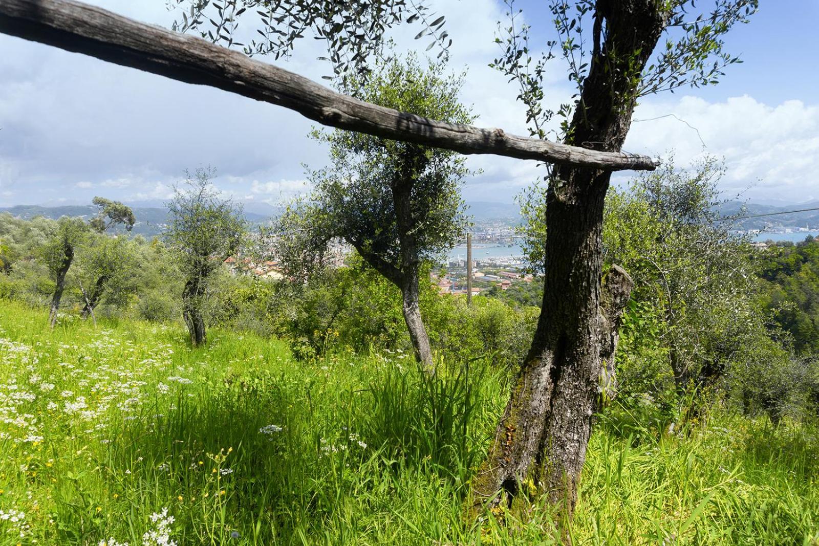 Gli Ulivi Sul Golfo E Le 5 Terre Appartement La Spezia Buitenkant foto